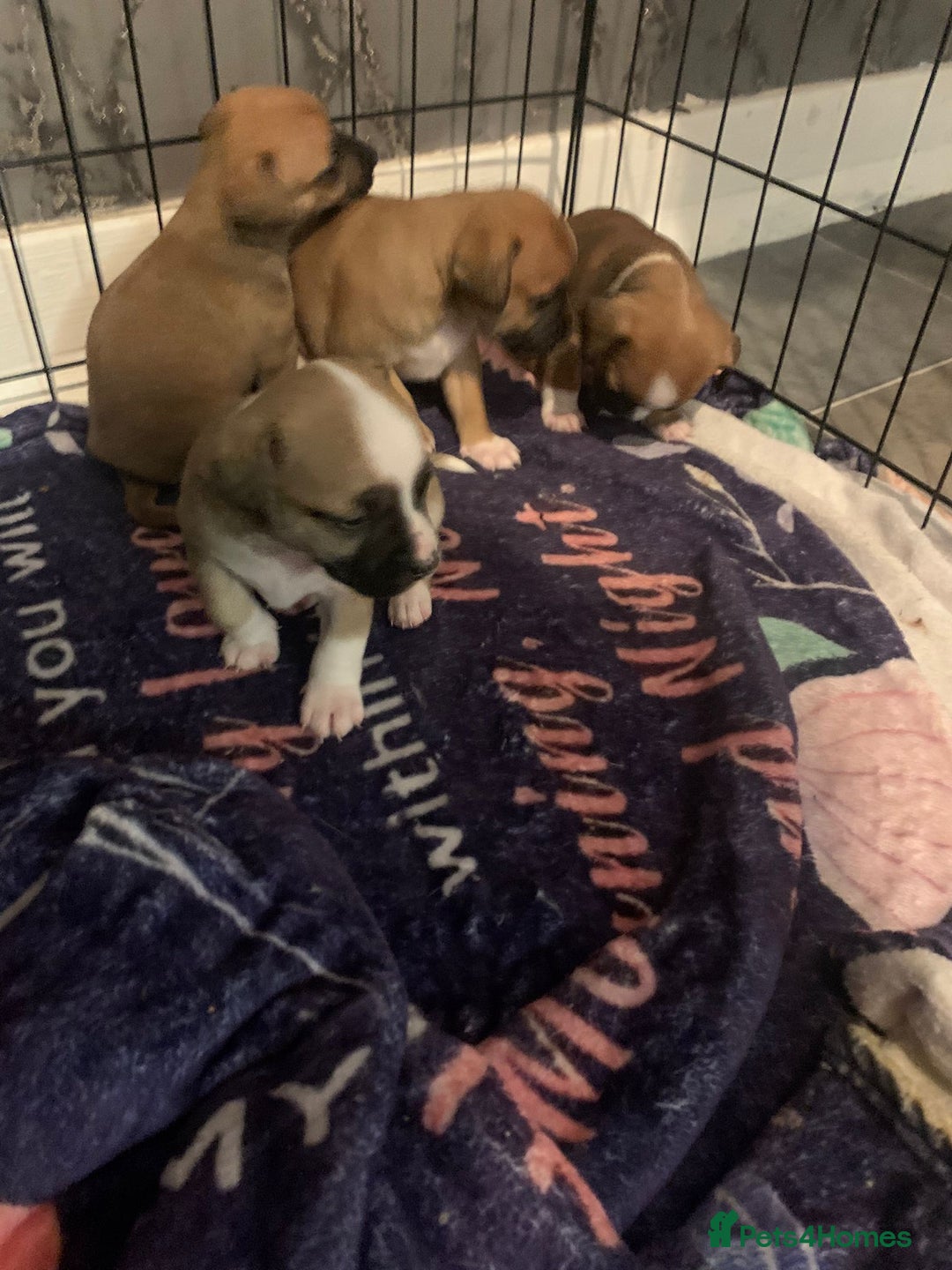 Jug dogs for sale: Beautiful litter of jack russle x jug - Image 3