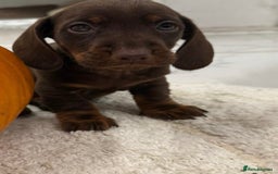 Dachshund dogs for sale: Dachshund puppies for sale  - Image 3