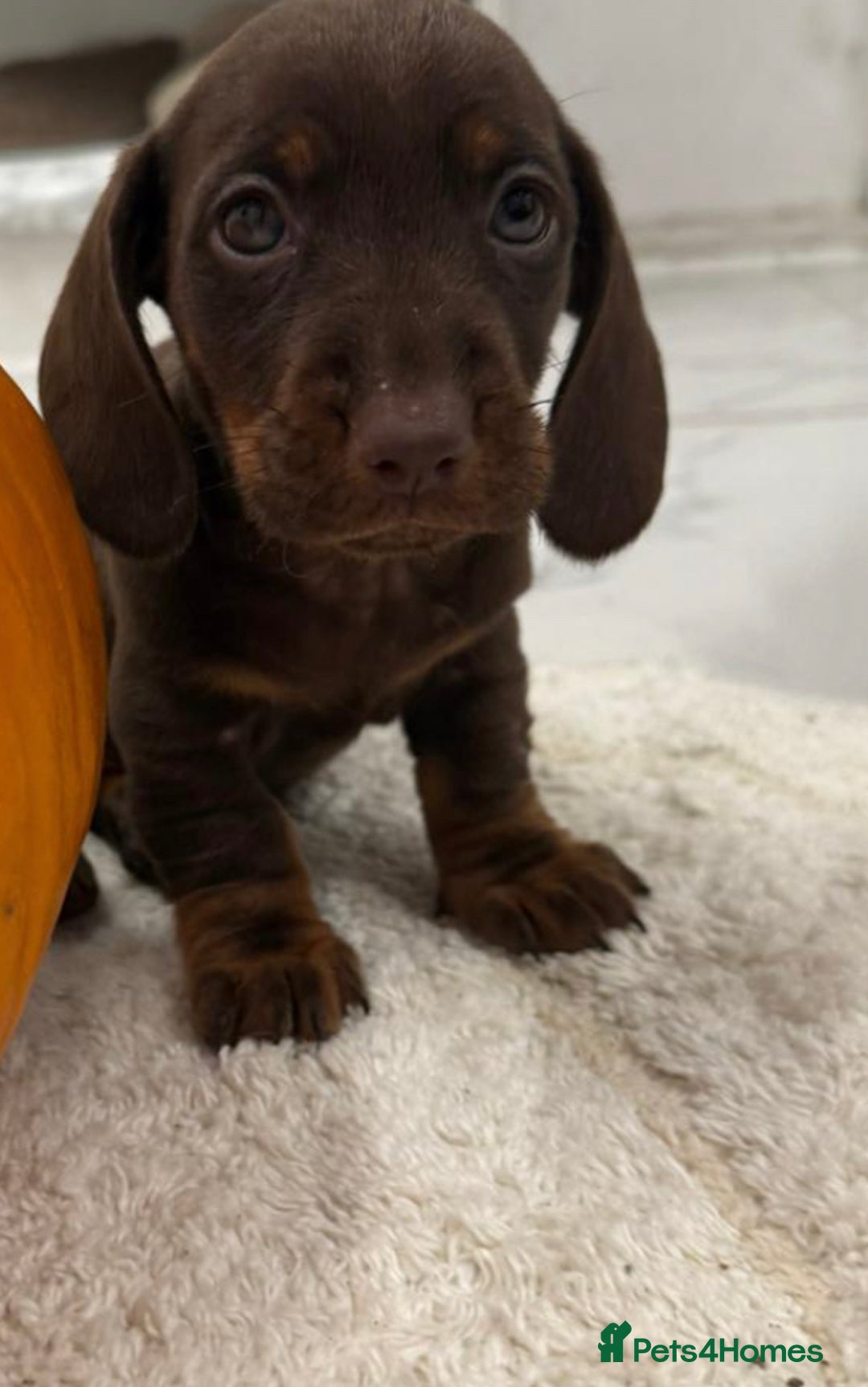 Dachshund dogs for sale: Dachshund puppies for sale  - Image 3