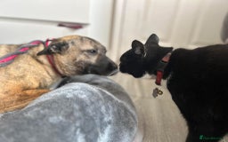 Mixed Breed dogs for adoption: Phoenix - Norwich Norfolk  - Image 4