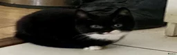 Mixed Breed cats for sale: Beautiful black & white kittens ready to go!  - Advert 13