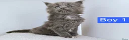 Maine Coon cats for sale: DNA health tested Maine coon kittens  - Advert 34