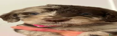 Labradoodle 7