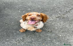 Cocker Spaniel dogs for stud: Working cocker Spainel standing at stud  in Royston - Image 4