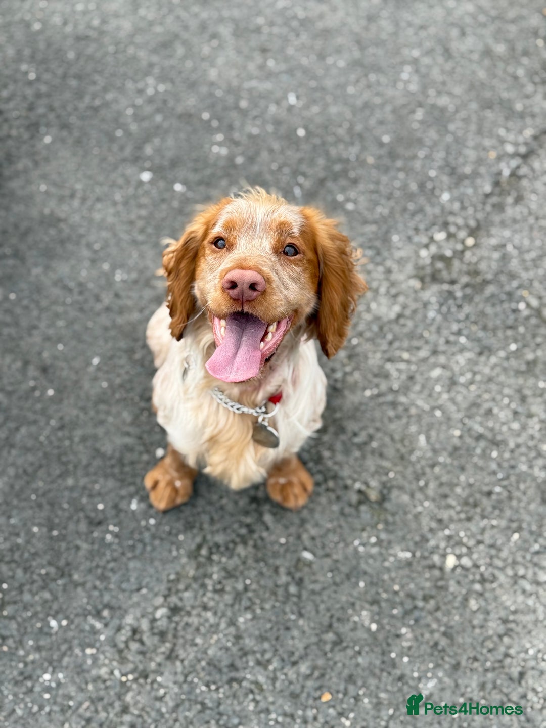 Cocker Spaniel dogs for stud: Working cocker Spainel standing at stud  in Royston - Image 4