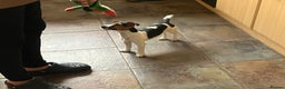 Jack Russell dogs for sale: Jack Russell  - Advert 5