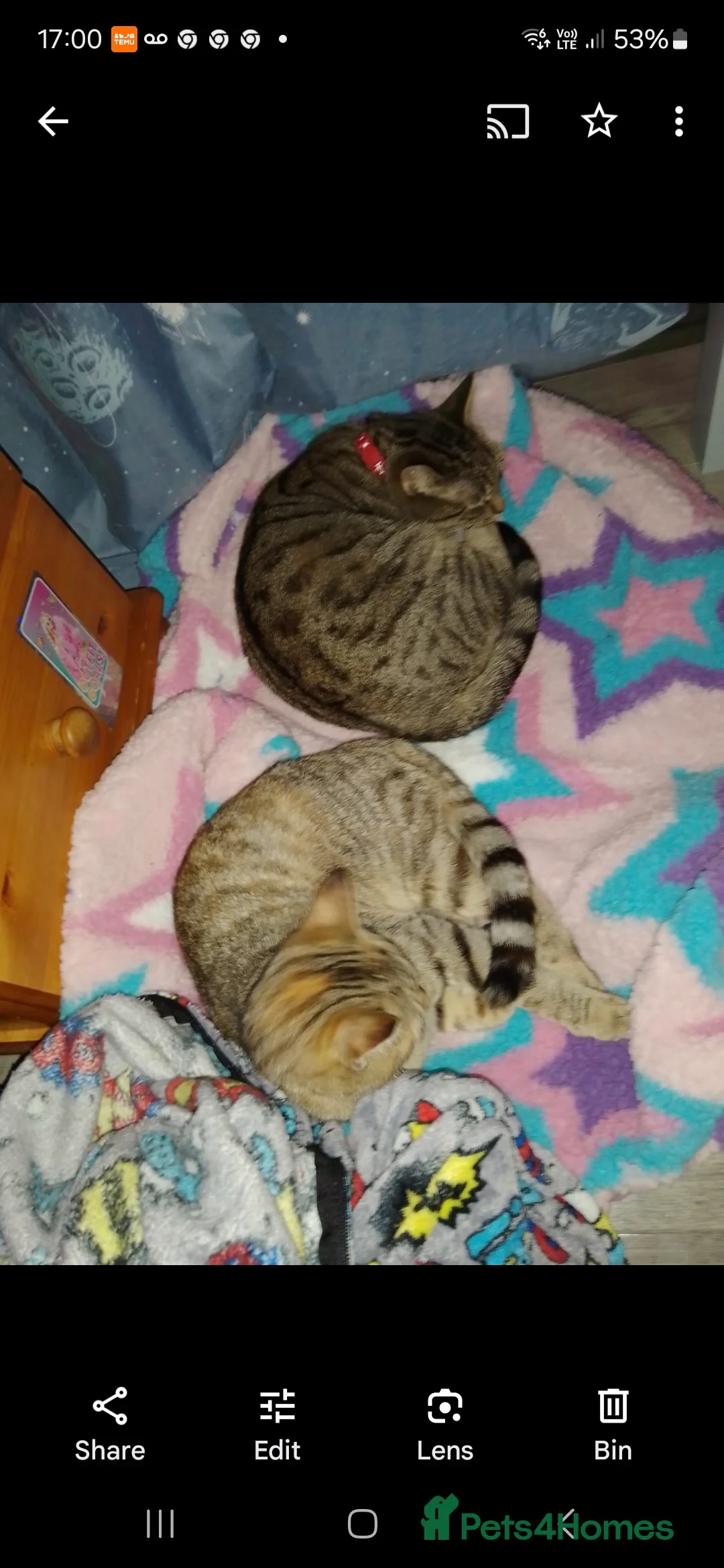 Bengal cats for sale: 1 bengal cat 1 domestic cat - Advert 3