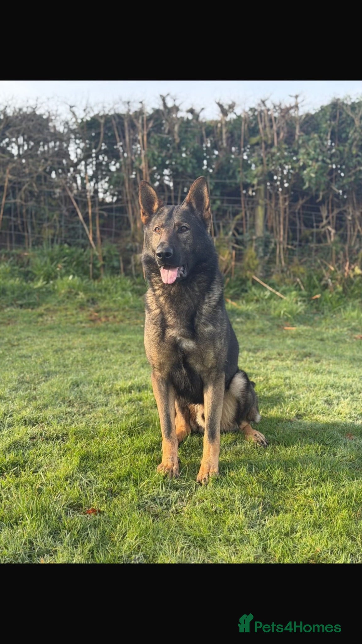 German Shepherd dogs Fully health tested German shepherd Puppies. - Advert 2