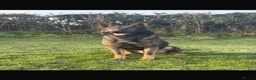 German Shepherd dogs for sale: German shepherd Puppies. KC REGISTERED  - Advert 3