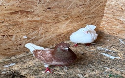 Pigeons birds for sale:  £30-£60. - Image 5