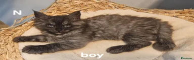 Maine Coon N