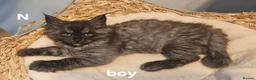 Maine Coon cats for sale: Large Maine Coon kittens regd European bloodline - Advert 23