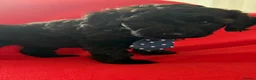 Schnoodle dogs for sale: Black/brown male Schnoodle pups for sale. - Advert 4