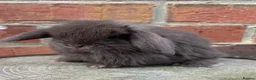 Mini Lop rabbits for sale: Pedigreed pure bred mini lops  - Advert 37