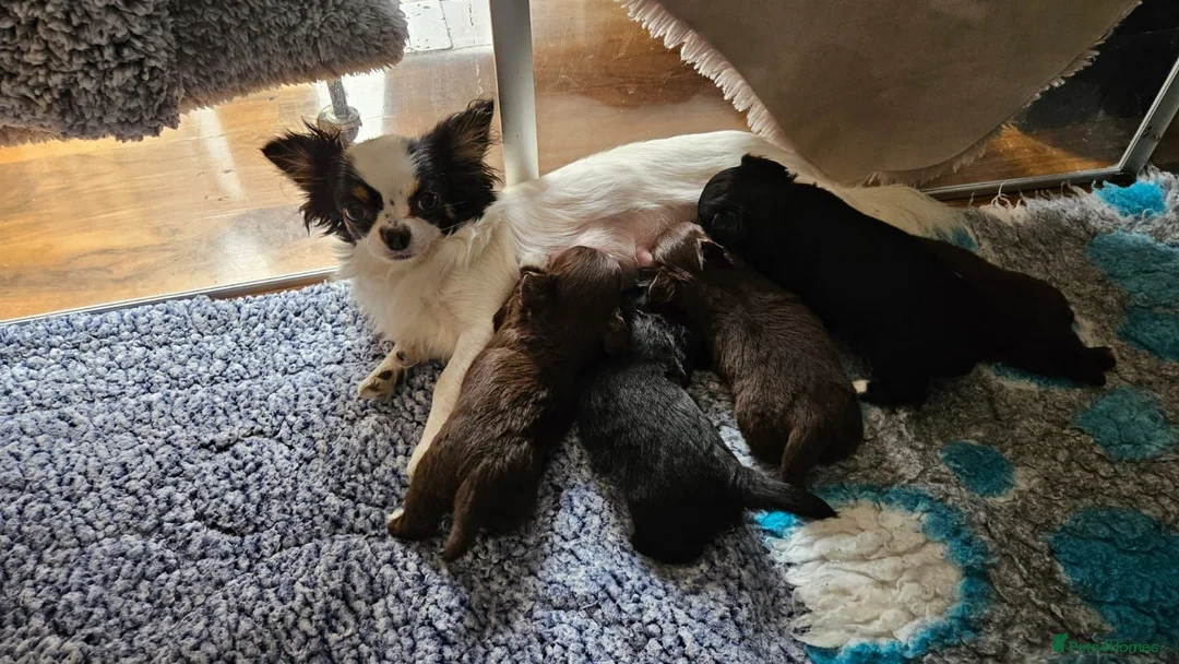 Chihuahua dogs for sale: KC longcoat Chihuahuas from Thai lines - Advert 1