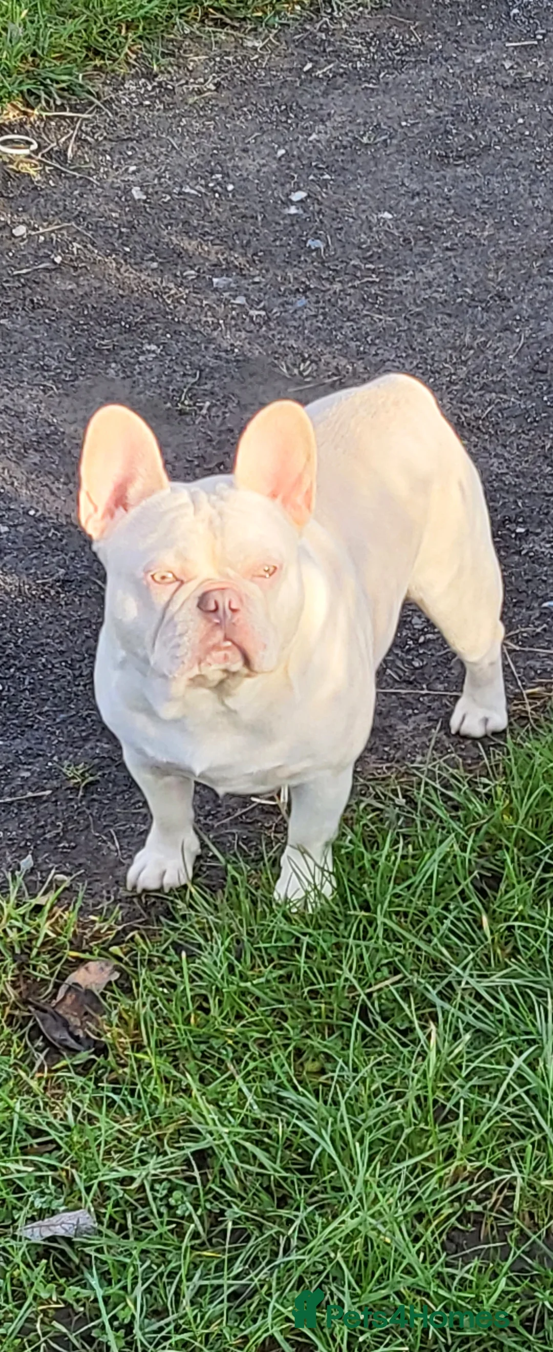 French Bulldog dogs for stud: Amazing structure and quality ‼️ in Ebbw Vale - Advert 6