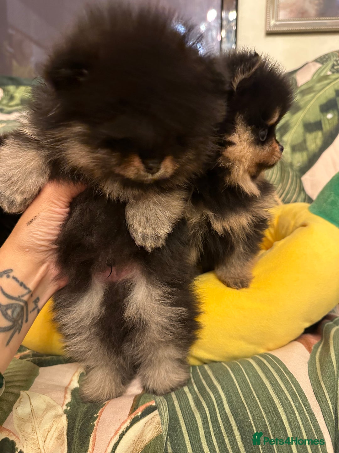 Pomeranian dogs for sale: 🏆The best you can get Russian Taiwan bloodlines - Image 10