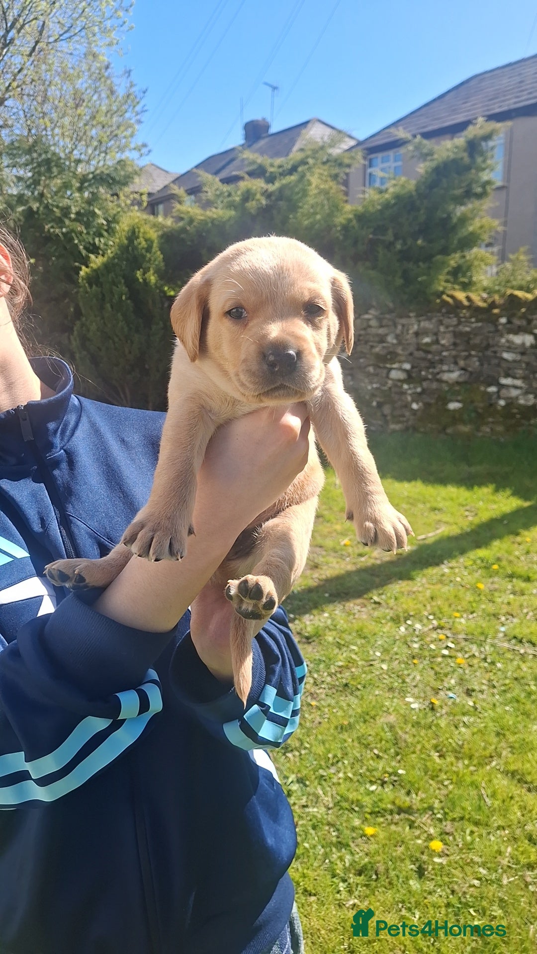 Labrador Retriever dogs Beautiful fox red and yellow labrador puppies  - Advert 2