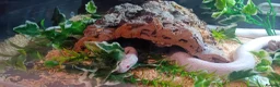 Corn Snake reptiles for sale: Corn snake named pearl  in Preston - Advert 1