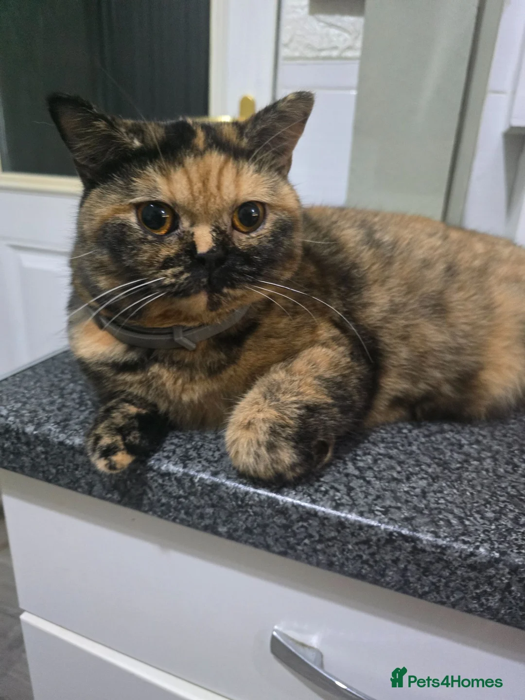 British Shorthair cats for sale: ❤️❤️❤️ - Advert 2
