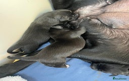 Borador dogs for sale: Collie x lab puppies - Image 10