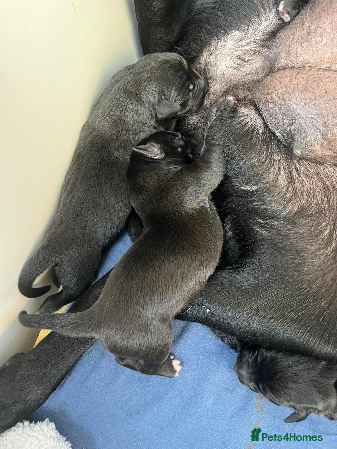 Borador dogs for sale: Collie x lab puppies - Image 10