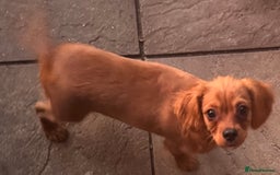 Cavapoochon dogs for sale: Cavapoochon boy  - Image 4