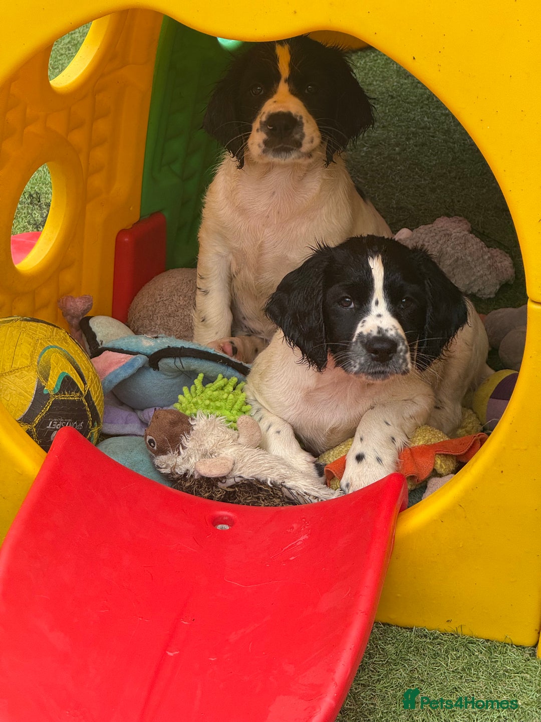 English Springer Spaniel dogs for sale: Kc reg health tested  - Image 3