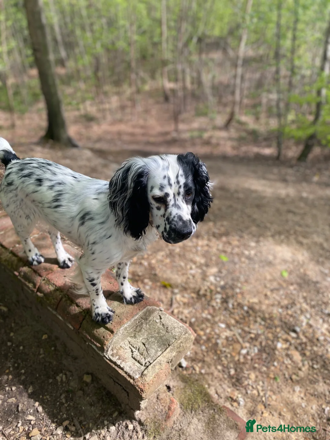 Cocker Spaniel dogs for sale: Kc registered working cocker spaniel puppies  in Rye - Advert 12
