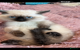 Ragdoll cats for sale: Ragdoll chocolate boy  - Image 6