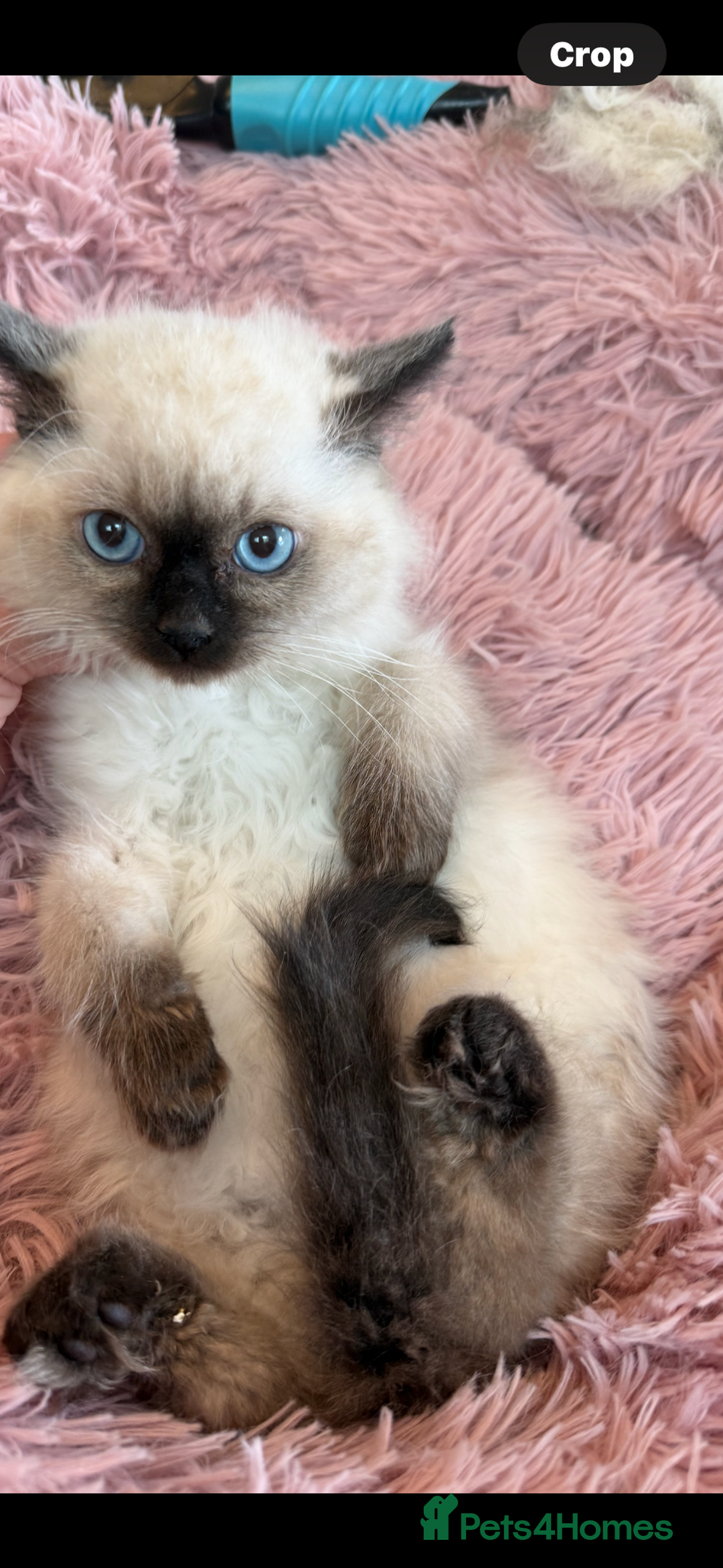 Ragdoll cats for sale: Ragdoll chocolate boy  - Image 6