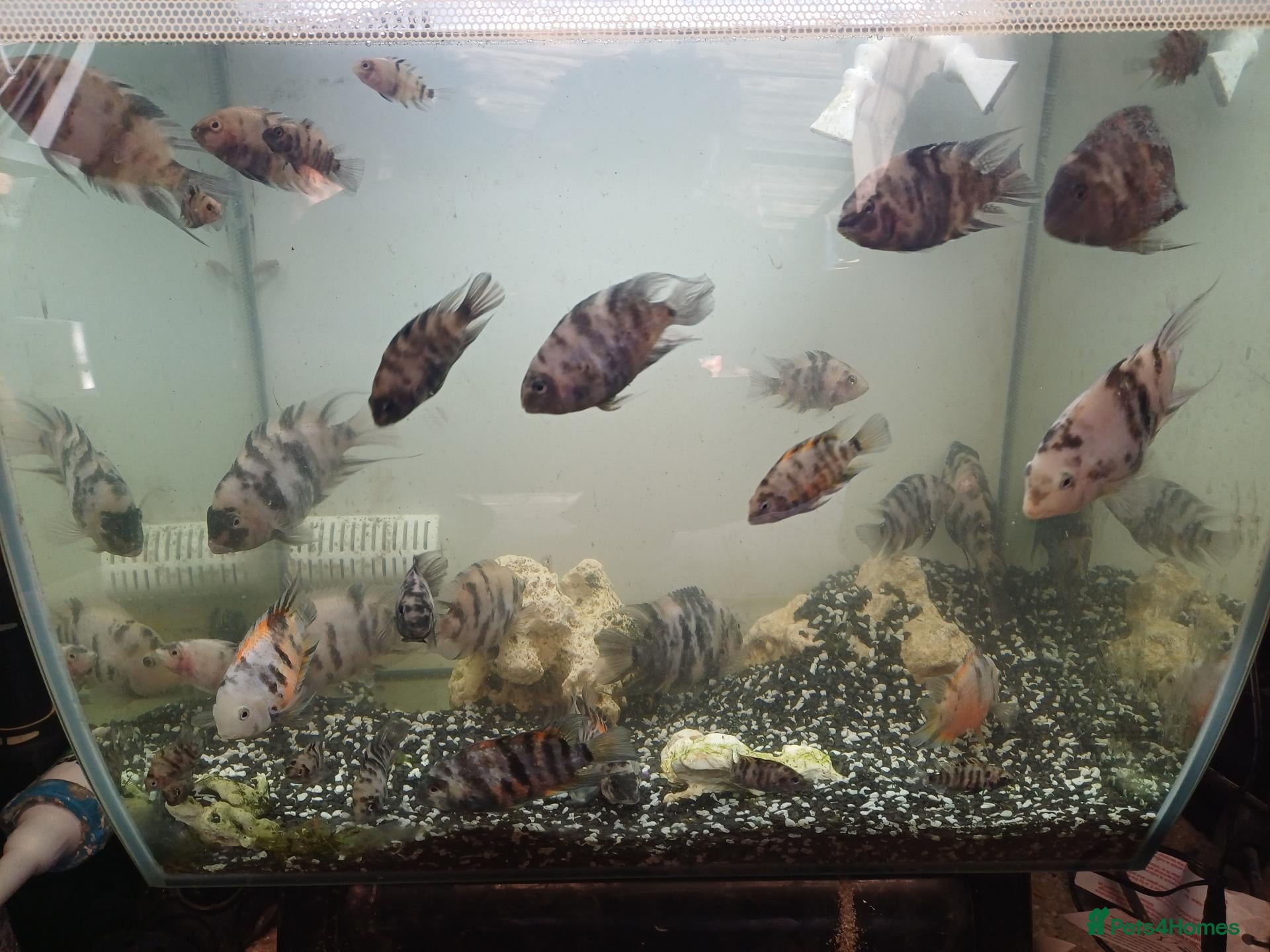 Cichlids fish convicts Free - Advert 7