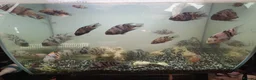 Cichlids fish for sale: convicts Free in Cannock - Advert 1