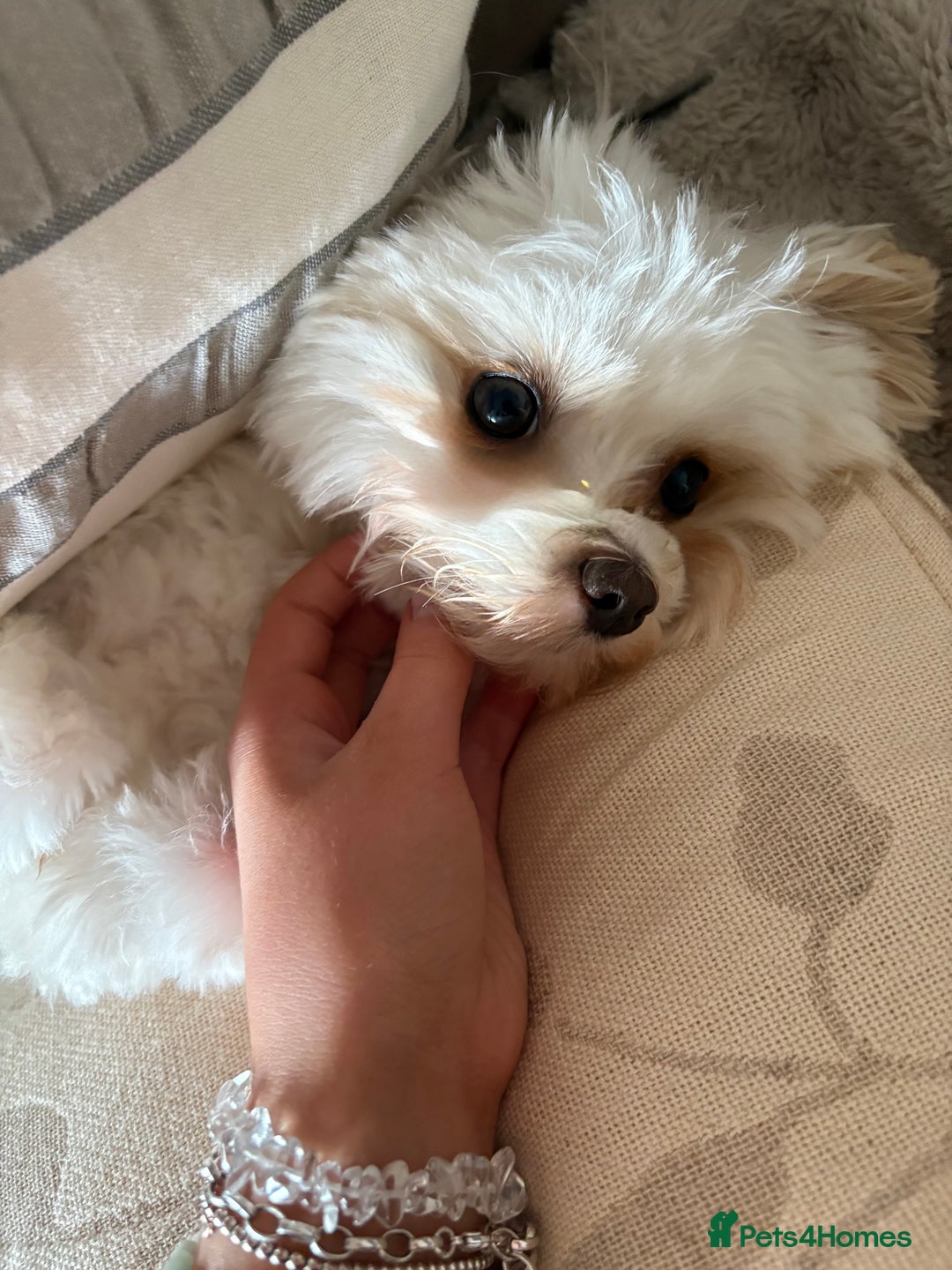 Maltipoo dogs for sale: Maltipoo - Image 5