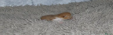 Persian 2