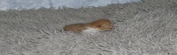 Persian cats for sale: Beautiful Persian kittens in Doncaster - Advert 15