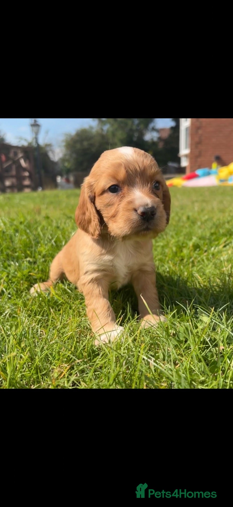 Cocker Spaniel dogs 1 stunning cocker spaniel puppy for sale❤️🏡🤩 - Advert 1