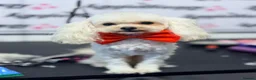 Toy Poodle dogs for stud: Asian Toy Poodle for Stud - Advert 6