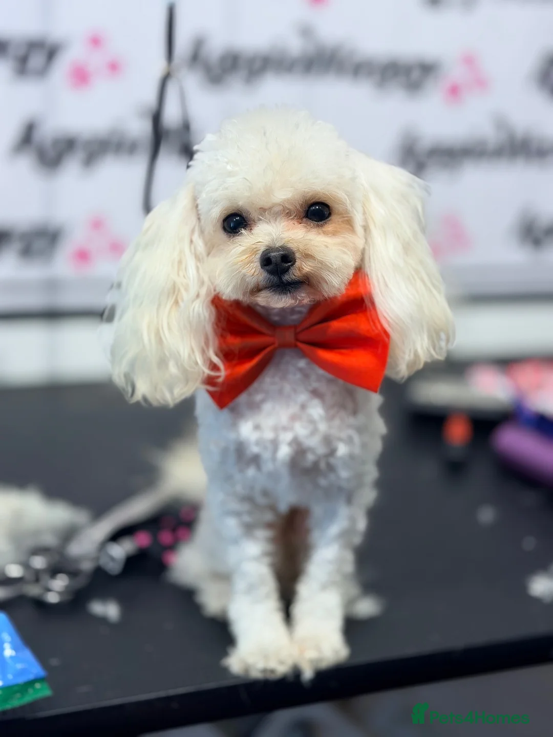 Toy Poodle dogs for stud: Asian Toy Poodle for Stud - Advert 6