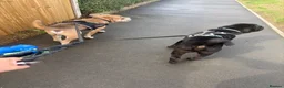 Shar Pei dogs for sale: Male Sharpei Puppy Brush coat  - Advert 6