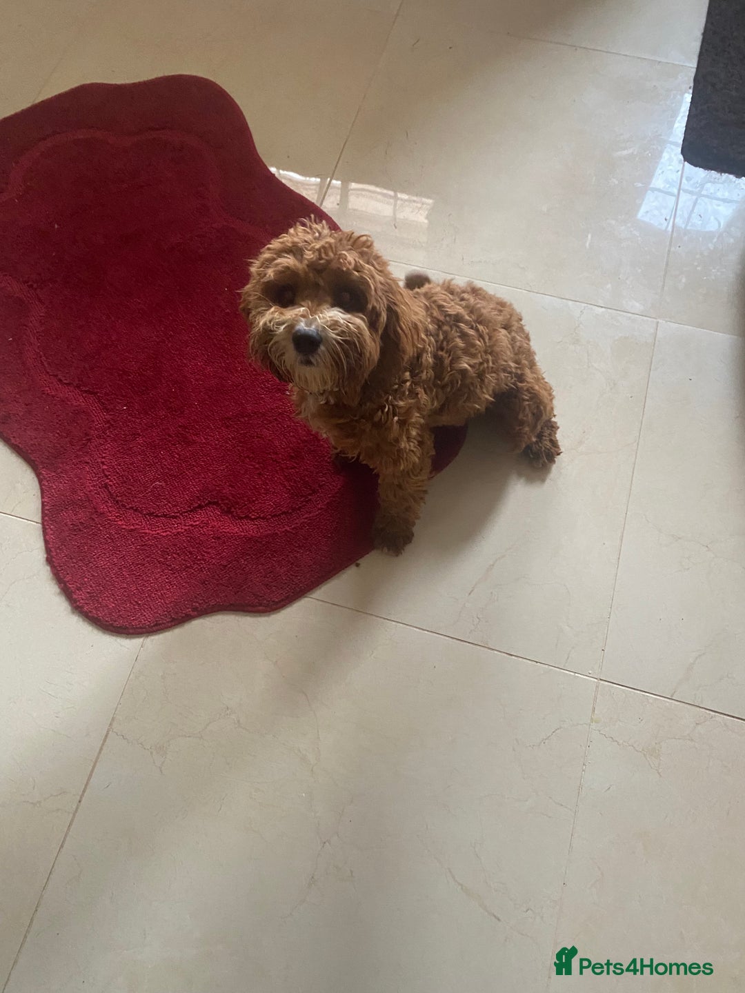 Cavapoo dogs for sale: F1 fox red cava poo girl available now  - Advert 8