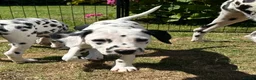 Dalmatian dogs for sale: KC reg full hearing Dalmatian Puppies  - Advert 30
