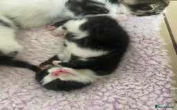 Mixed Breed cats for sale: 5 beautiful cross mainecoon kittens - Image 3