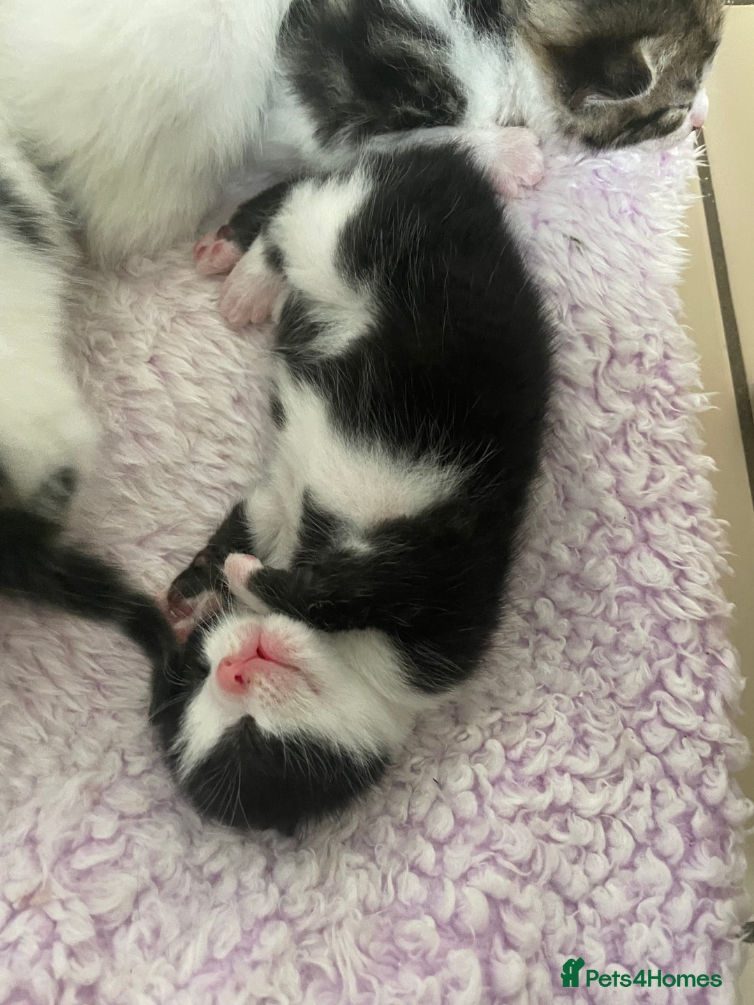 Mixed Breed cats for sale: 5 beautiful cross mainecoon kittens - Image 3