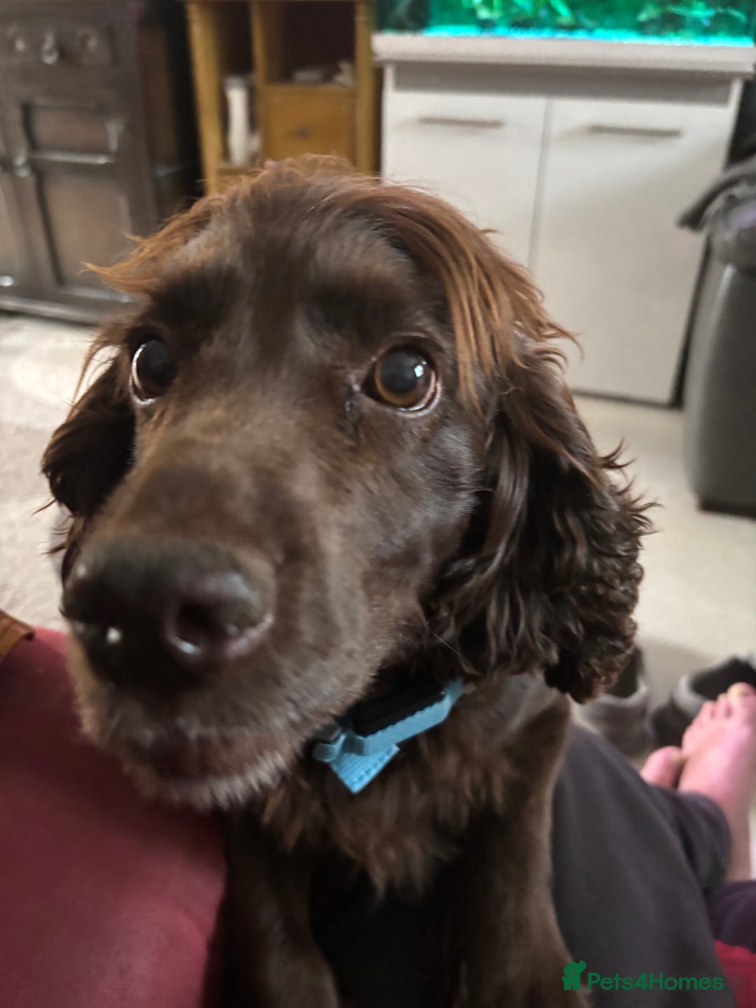 English Springer Spaniel dogs for sale: Springer spaniel - Advert 3