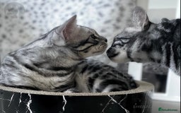 Bengal cats for sale: TICA Registered Silver Bengal Pair - Image 1