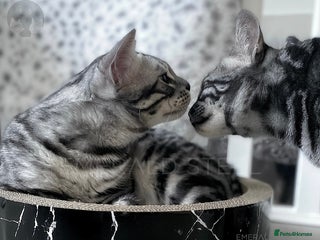 Bengal cats - Advert 2