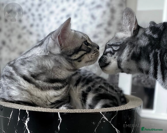 Bengal cats - Advert 14