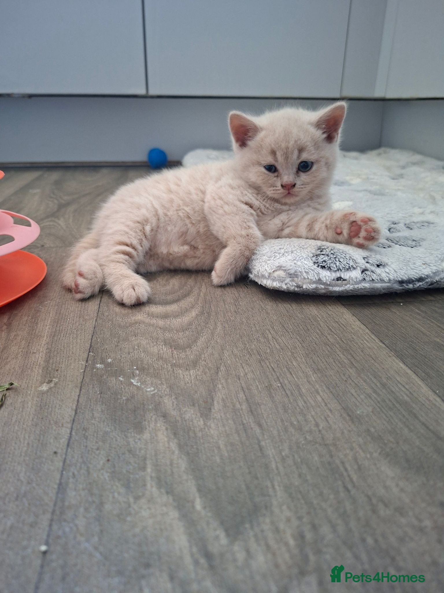 British Shorthair cats 🩷 Outstanding Quality Chunky GCCF Pedigree BSH 💙 - Advert 1