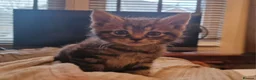 Maine Coon cats for sale: Gorgeous Half Maine Coon kittens  - Advert 5